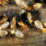 How to reduce the risk of termites eating your home | Termite Control ...