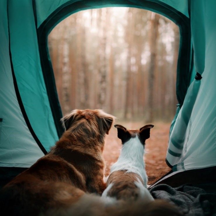 camping dogs.jpg