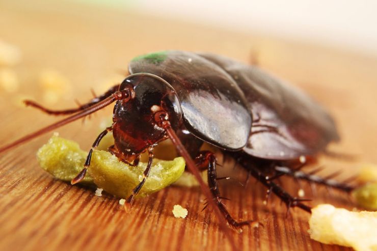 Cockroach Pest Control