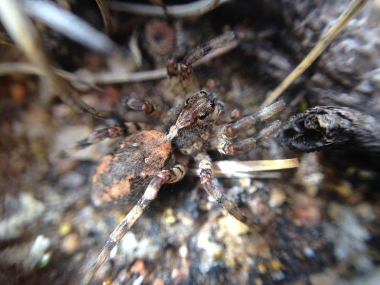 Union-Jack Wolf Spider.jpeg