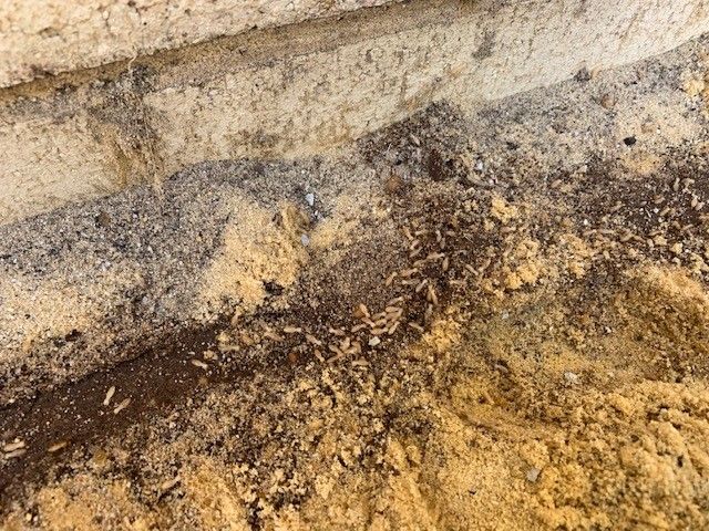 Termites 5PE paving 2.jpg